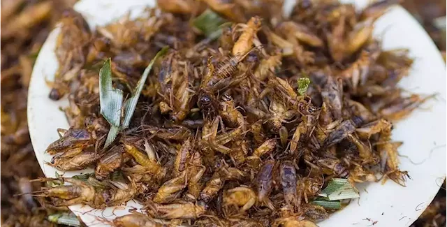 Singapore-based insect food company draws investment worth almost $40M -