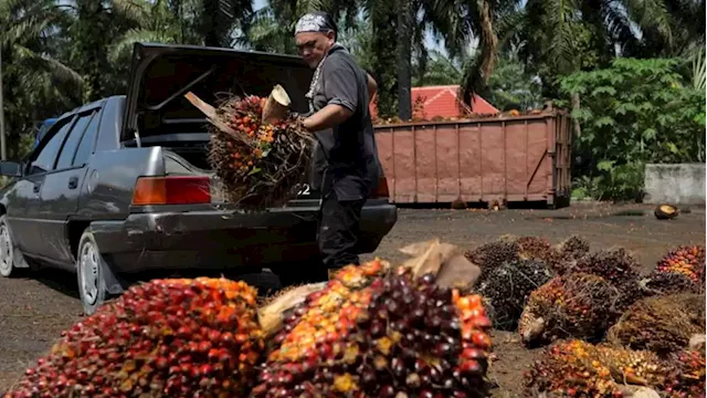 Malaysia's end-Sept palm oil stocks seen hitting near three-year peak