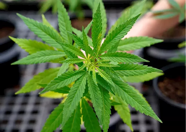 Cannabis industry’s downturn slows supply of drug for scientists