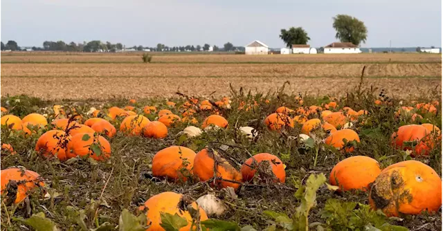 Oh my gourd! Pumpkin spice trend is a $500 mln industry in U.S.