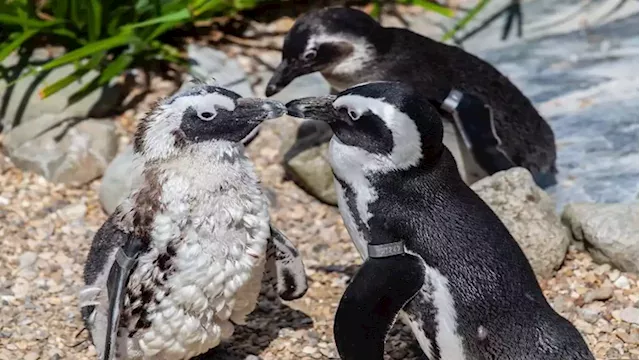 International African Penguin Awareness Day marked with 24-hour dive in Durban - SABC News - Breaking news, special reports, world, business, sport coverage of all South African current events. Africa's news leader.