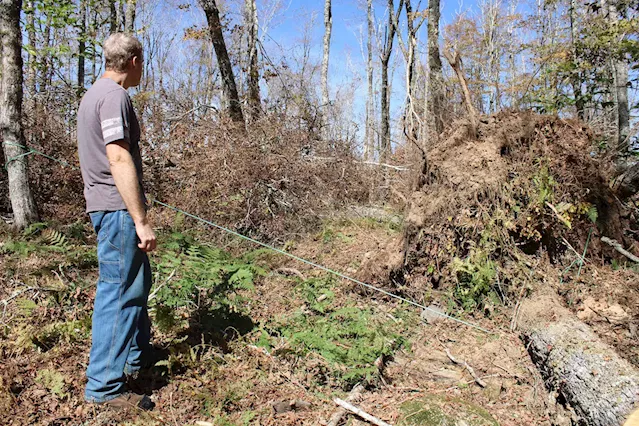 Maple industry hit hard by post-tropical storm damage in Nova Scotia | SaltWire