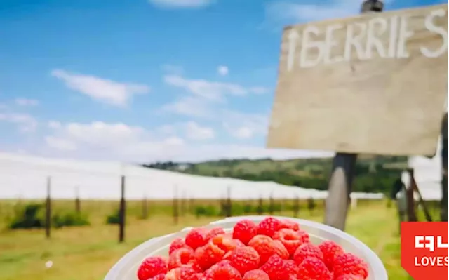 Transnet strike threatens berry industry's 30 000 livelihoods