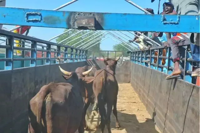 Borno re-opens cattle market -- 6 years after closure over 'activities of insurgents' | TheCable