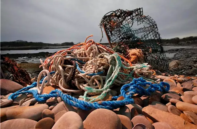 Sustainability group pulls Maine’s lobster industry certification over whales