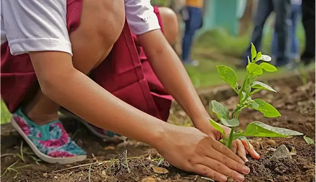 Children it’s time to be a hero and plant a tree: Why children are our pioneers in fighting climate change - SABC News - Breaking news, special reports, world, business, sport coverage of all South African current events. Africa's news leader.