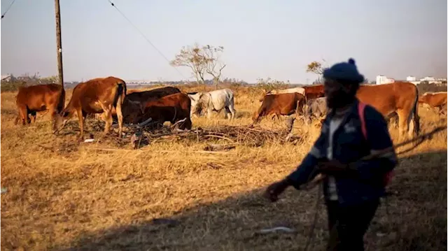 Cattle farmers in Nkomazi fearful after 30 cattle are stolen - SABC News - Breaking news, special reports, world, business, sport coverage of all South African current events. Africa's news leader.