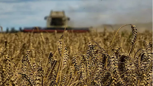 Ukraine grain exports have decreased - SABC News - Breaking news, special reports, world, business, sport coverage of all South African current events. Africa's news leader.