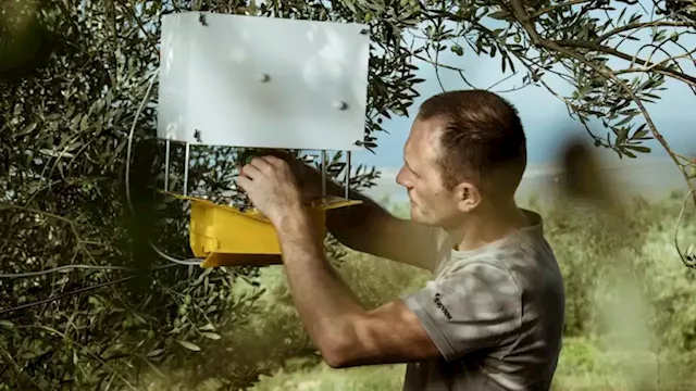 Can an AI-powered insect trap solve a $220 billion pest problem? | CNN Business