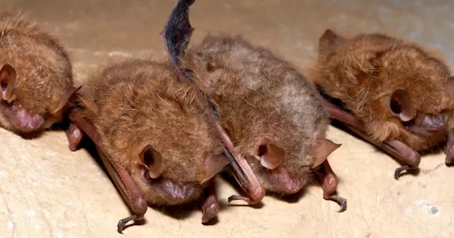 Texas comptroller asks feds to consider energy industry in endangered bat listing