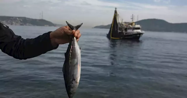 Alarm as Bosphorus fish stocks crash