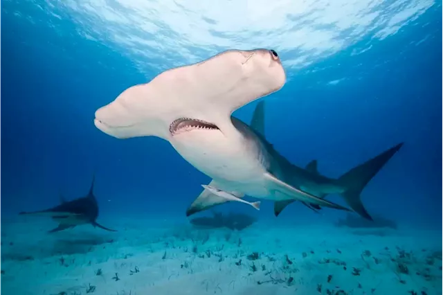 Global wildlife summit to vote on shark protections | Business