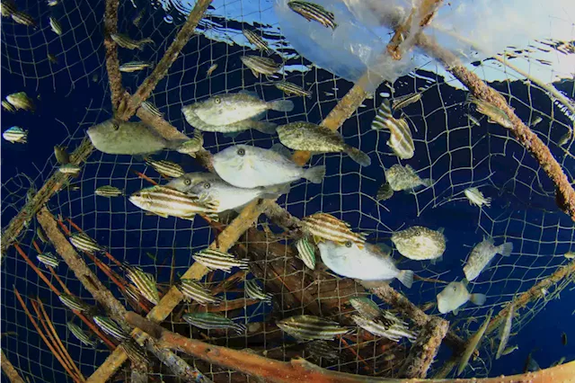 The Real Reason Global Fish Stocks Are Declining — And What You Can Do About It