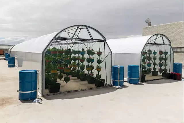 Cape Town mall gets rooftop farm where young people grow produce | Business