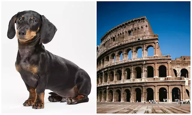 Sausage dogs could have been made to fight bears in the Colosseum of ancient Rome, archaeologists said | Business Insider