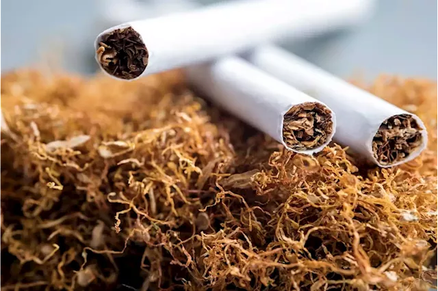 OPINION | Proposed new tobacco regulations risk more jobs and livelihoods going up in smoke | Business