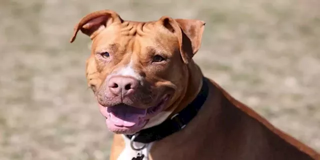 Public opinion split over the banning of Pit bulls as domestic pets - SABC News - Breaking news, special reports, world, business, sport coverage of all South African current events. Africa's news leader.