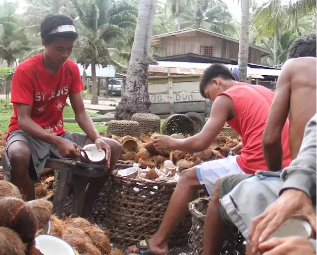 1st national coconut industry dev’t plan rolls out in DavOr