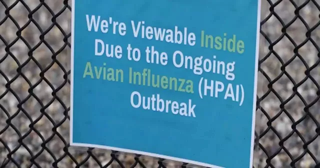 Avian flu is affecting the poultry industry as the holidays approach