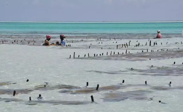 Tanzania: Zanzibar Eyes Competitive Seaweed Business