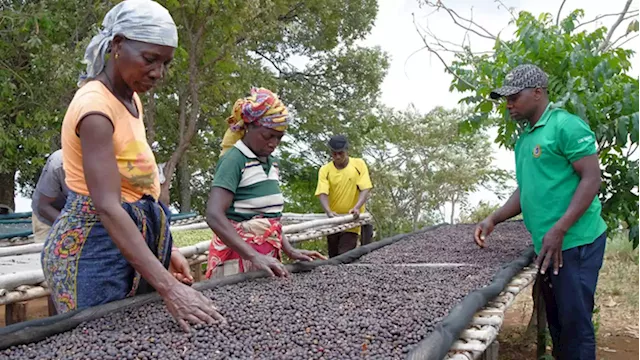 Climate-resistant coffee trees could save Mozambique rainforest - SABC News - Breaking news, special reports, world, business, sport coverage of all South African current events. Africa's news leader.