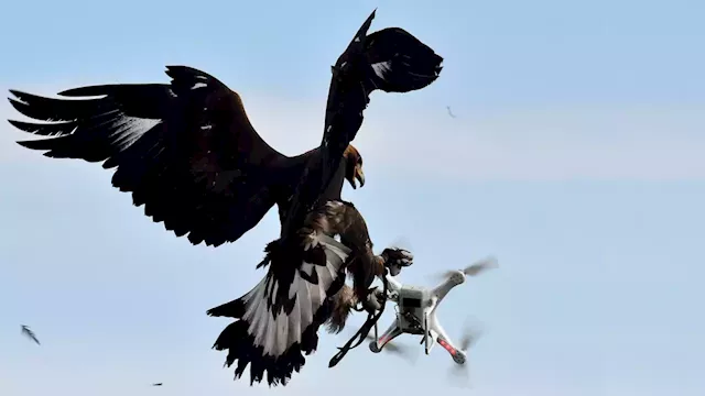 Tech industry clawed by crisis: Layoff of Swiss drone-hunting eagles followed by Meta's 11,000 employees