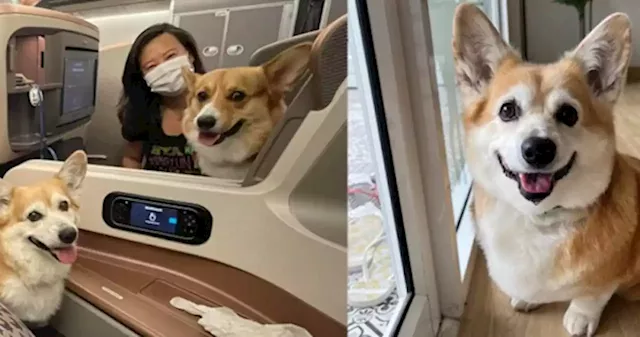 Who let the dogs out? Corgis travel in style on SIA business class flight