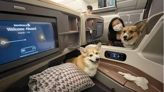 Corgis in business class: These 2 dogs travelled in style on Singapore Airlines