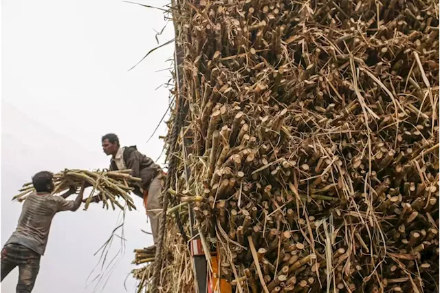 Could KZN cane growers’ plan to save the industry work?