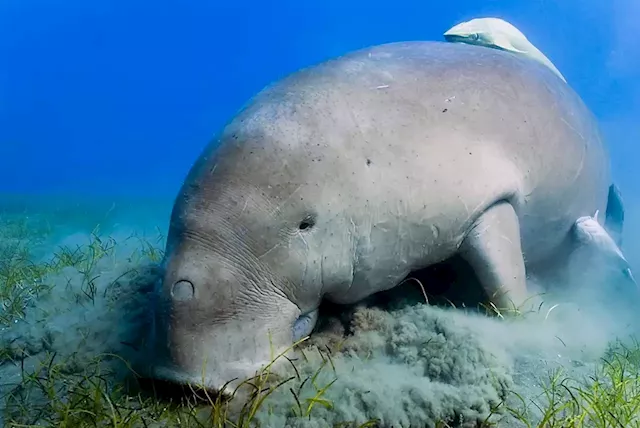 Sea cows, abalone, pillar coral now threatened with extinction | Business