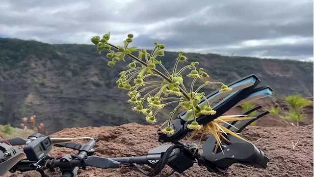 How daredevil drones find nearly extinct plants hiding in cliffs - SABC News - Breaking news, special reports, world, business, sport coverage of all South African current events. Africa's news leader.