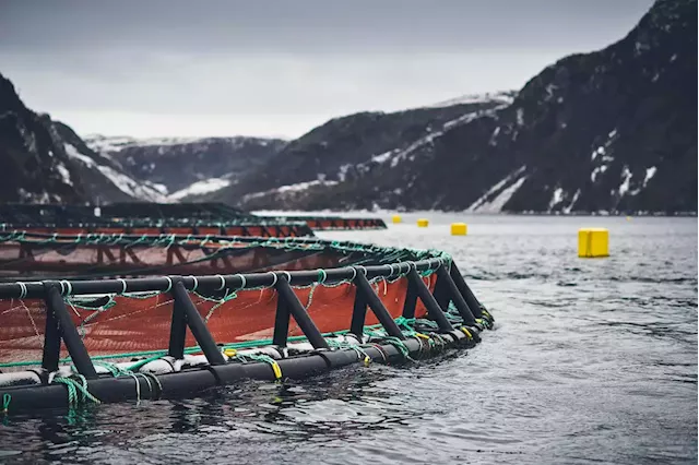 COMMENTARY: Many myths about the N.L. salmon aquaculture industry | SaltWire