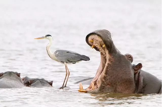 The best optical-illusion photos from this year's Comedy Wildlife Photography Awards | Business Insider