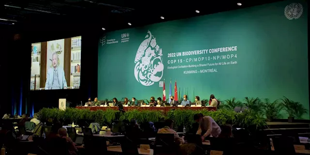 Business Maverick: Delegates Walk Out of Key COP15 Biodiversity Funding Talks