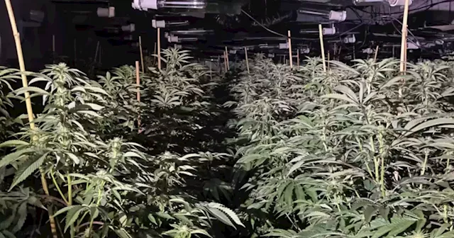 'Big business' cannabis farm with 1,000 plants found in warehouse