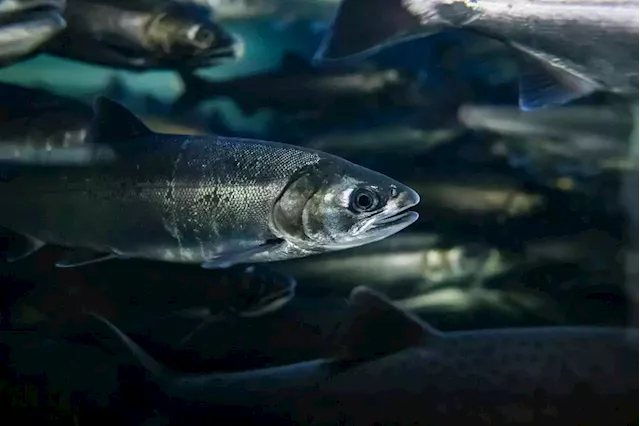 Ottawa aims to reduce size of salmon fishing industry by buying licences - Terrace Standard