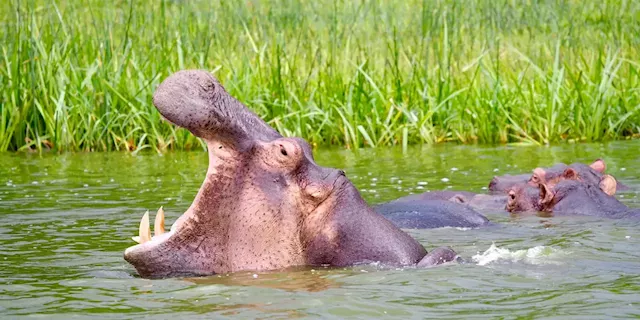 A toddler was saved from the massive jaws of a rogue hippo by a brave passerby | Business Insider