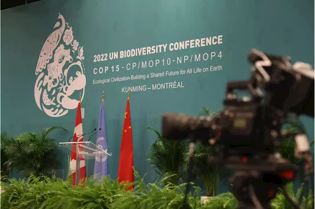 Developing countries stage walk out at UN biodiversity talks | Business