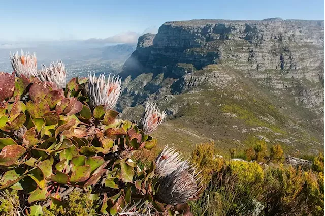 Over a quarter of SA's ecosystems are threatened, here's why we need to protect them | Business