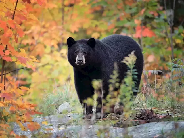 A black bear trekked 1,600 km over 6 months to get back to her favourite park after being relocated | Business Insider