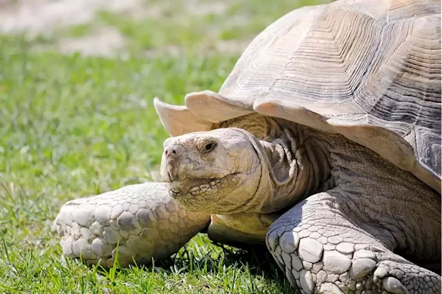 Endangered African tortoises make trek home from Monaco | Business