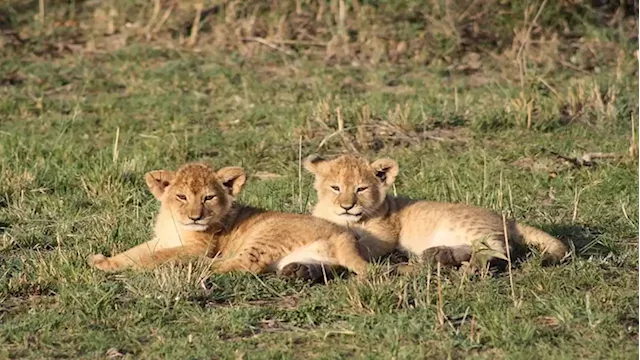 Four arrested for allegedly selling lion cubs expected to apply for bail next week - SABC News - Breaking news, special reports, world, business, sport coverage of all South African current events. Africa's news leader.