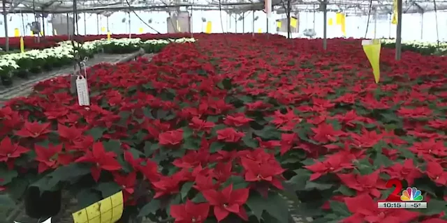 Anchorage business is one of the largest suppliers of poinsettias across Alaska