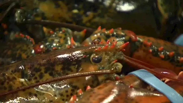 Maine Legislative Delegation, Gov. Mills Announce ‘Lifeline' for Lobster Industry