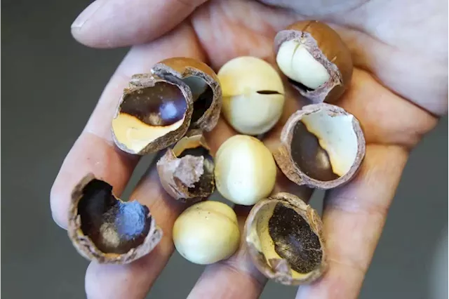 Macadamias are a lot cheaper than last year – mostly because people can’t afford them | Business Insider