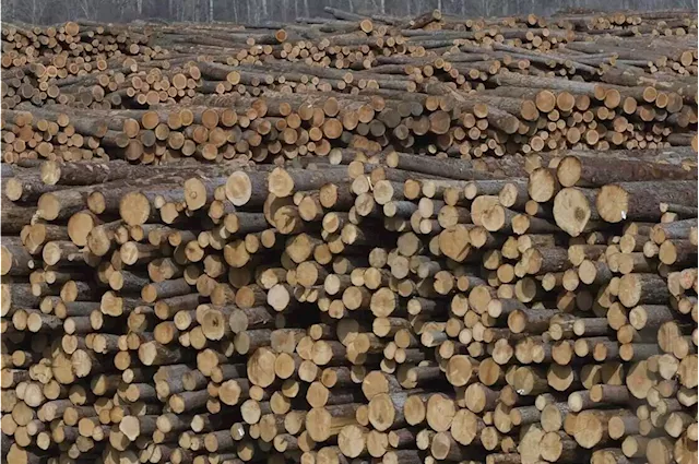 B.C. timber industry in throes of change, as premier warns of ‘exhausted forests’ - Terrace Standard