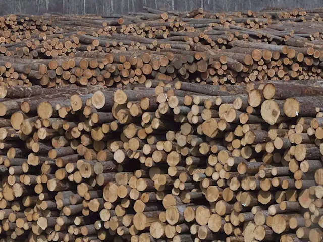 B.C. timber industry in throes of change, as premier warns of 'exhausted forests'