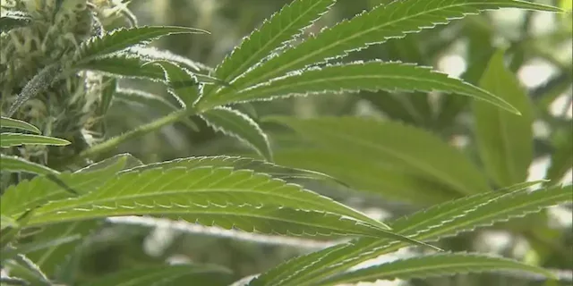 State’s medical cannabis business application deadline approaching