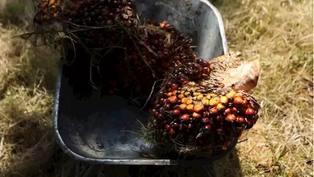 Malaysia slams EU deforestation-free law for blocking palm oil market access