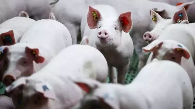 Pigs are the latest casualty of Germany's energy crisis | CNN Business